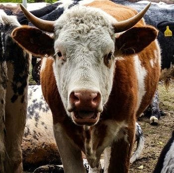 Australian Ag Co estimates damages, cattle loss from floods Australian Ag Co estimates damages, cattle loss from floods